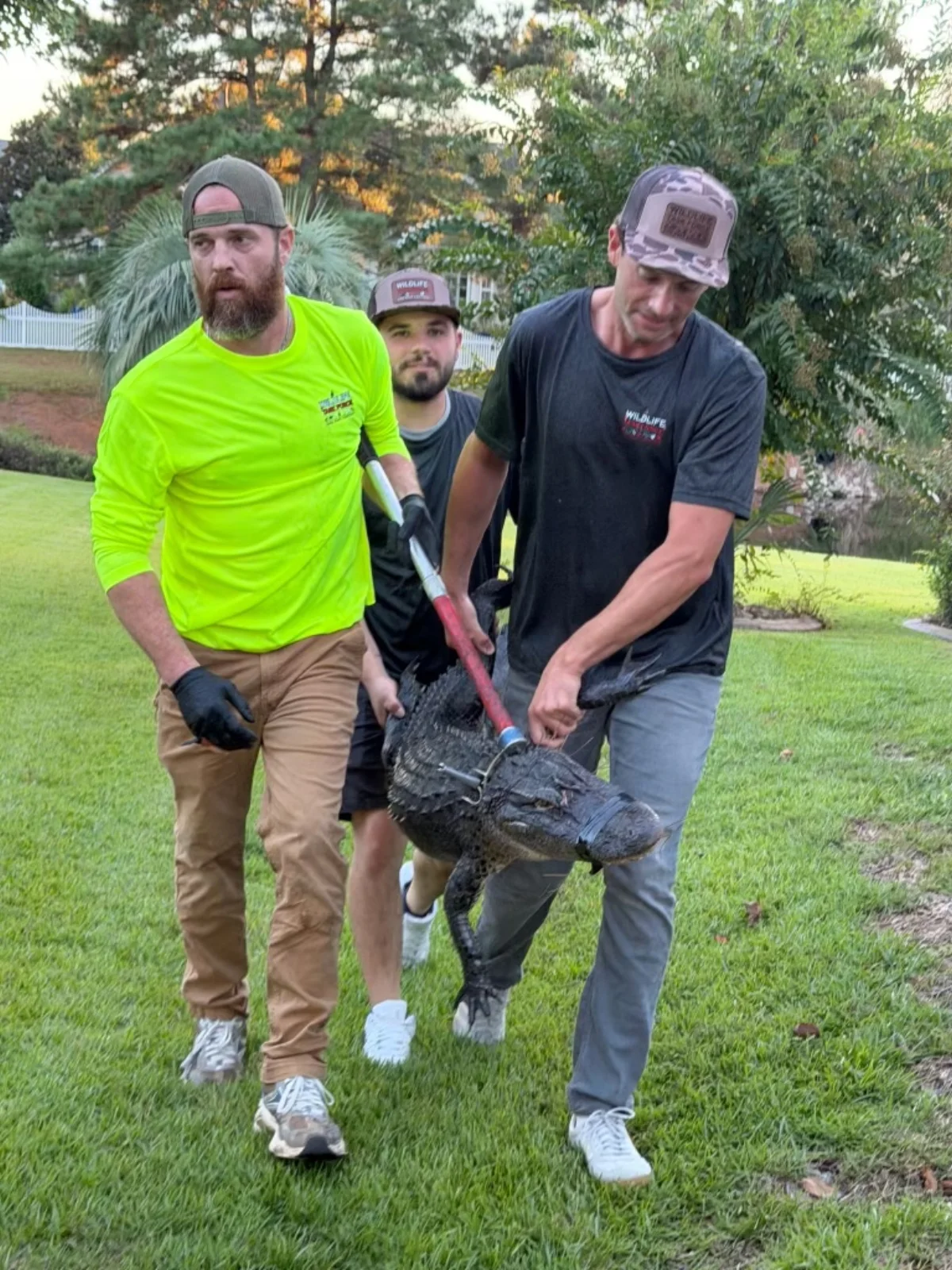 Wildlife Task Force team handling an alligator