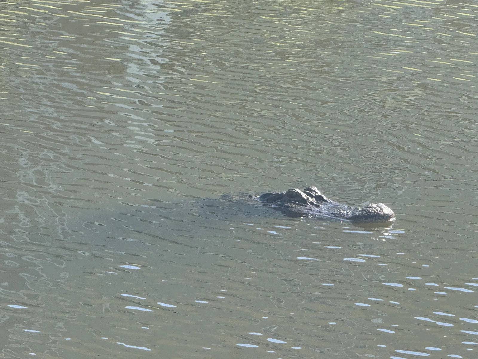 Alligator observed in a residential pond