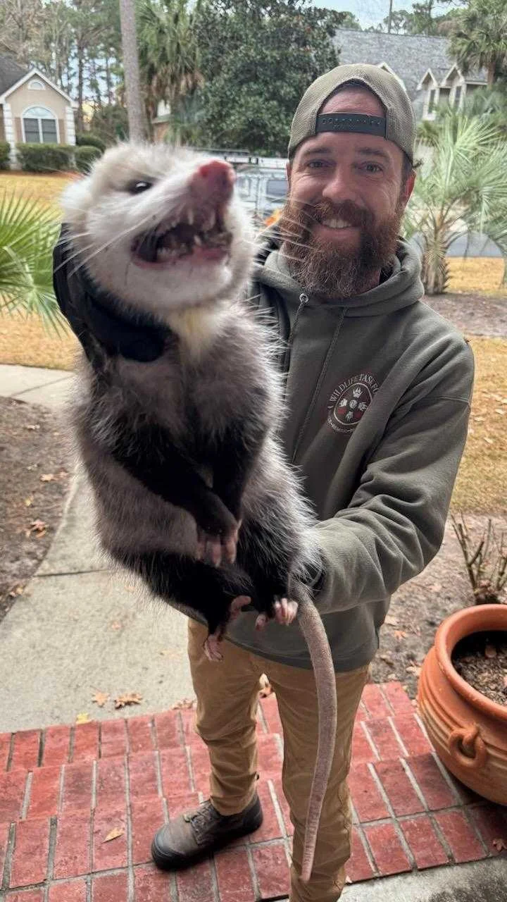 Justin from Wildlife Task Force handling an opossum during a service call