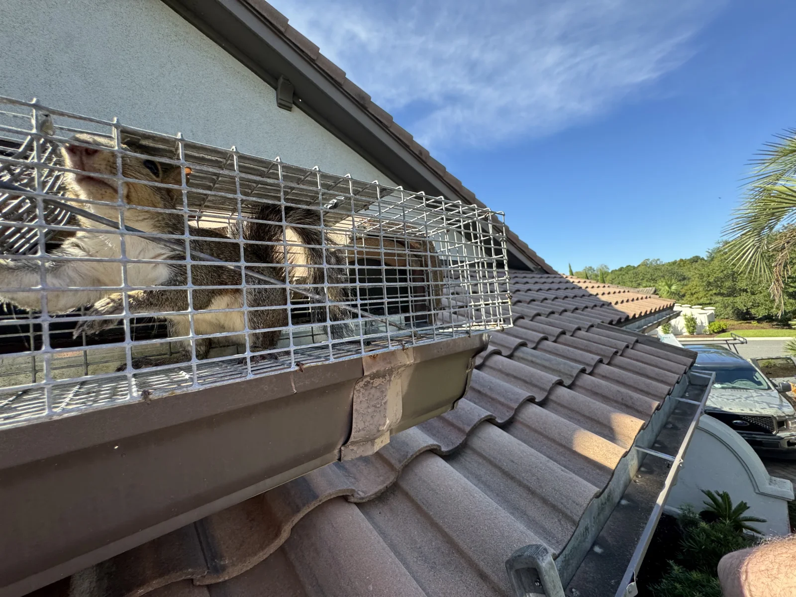Raccoon secured in a humane trap during a roofline service call